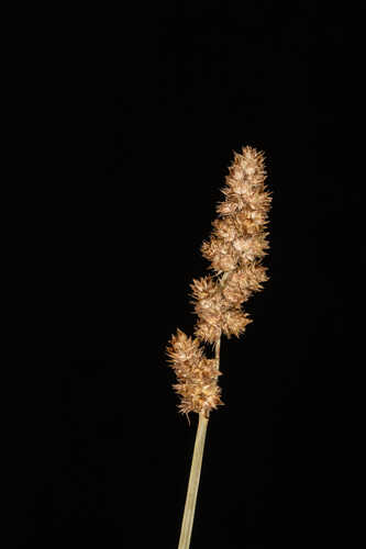 Carex fissa var. fissa #1
